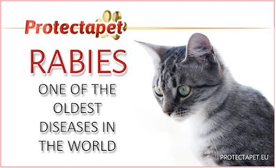 Rabies, symptoms, treatment and prevention by Protectapet